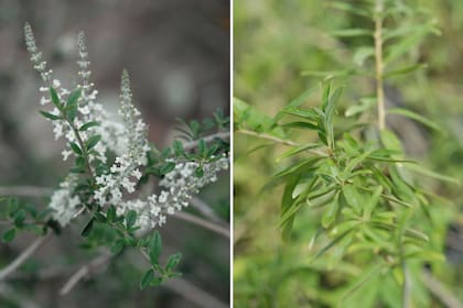 Aloysia gratissima (izq) y Aloysia polystachya (der), conocida como té del burro o burrito.
