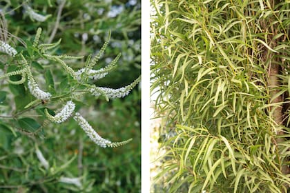 Aloysia y Salix humboldtiana, dos nativas que se pueden propagar por gajos