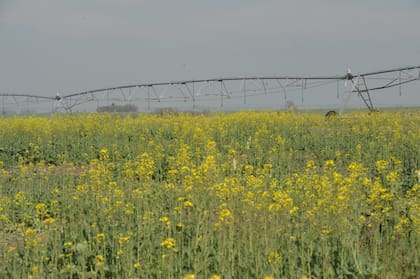 Alquileres: desde noviembre están por debajo de los US$350 por hectárea