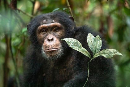 Alrededor de 1000 chimpancés se ocultan en los densos bosques de Costa de Marfil en África occidental. Esta población está en peligro crítico
