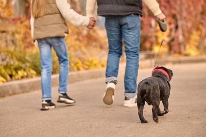 Alrededor de 1,1 millones de perros y gatos domésticos viven en Nueva York
