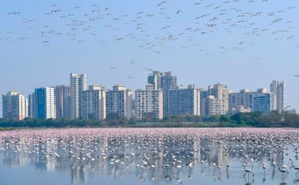 Alrededor de 150.000 flamencos se instalaron en los santuarios del arroyo Thane, Sewri y Nueva Bombay (Twitter)