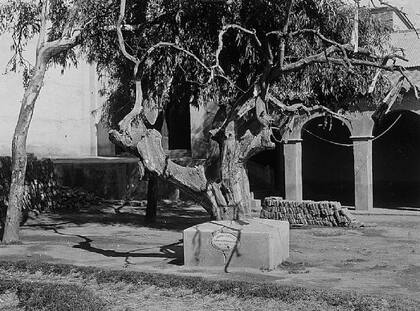 Alrededor de 1935 el  naranjo de San Francisco Solano lucía así en el jardín del convento. 
Fuente: Archivo Histórico de la provincia de San Luis.