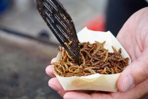 Alrededor de 2.000 especies de insectos se consumen en naciones de Asia, América del Sur y África