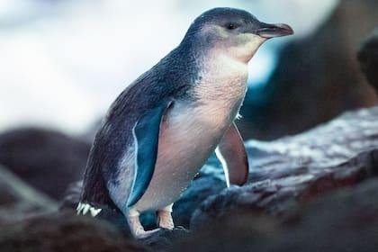 Alrededor de 3000 parejas de pingüinos azules se vieron afectadas por la introducción de los demonios de Tasmania en la isla