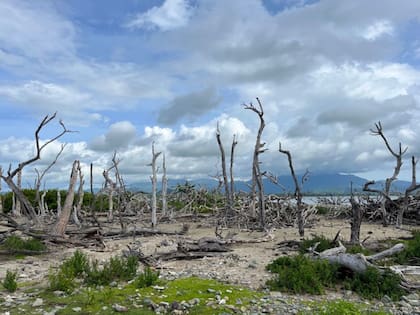 Alrededor hay unas pocas palmeras, algunos arbustos y rocas. Los árboles, impactados hace seis años por el huracán María, aún tienen escaso follaje