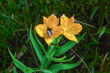 Alstroemeria aurea, una nativa de la familia de las orquídeas