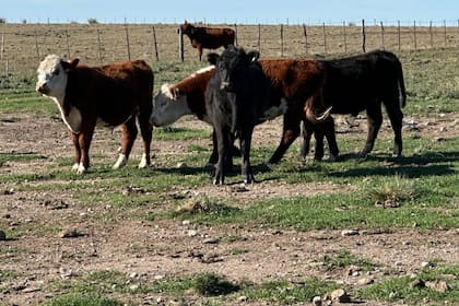 Álvarez y su familia se decidieron emprender un desafío, el de producir carne (cría y recría pastoril y terminación a corral) en esa región y de la forma más eficiente y rentable posible 