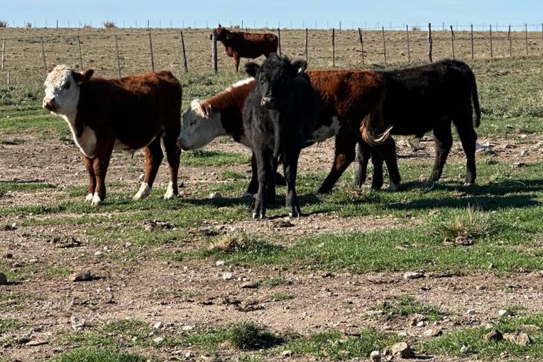 Ganadería en la adversidad: cómo la familia Álvarez transformó el desierto en un oasis de carne de calidad