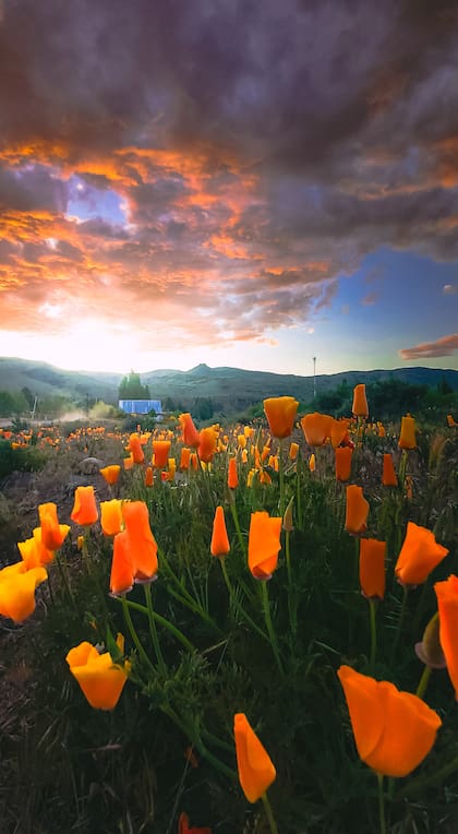 Amapola californiana o "copita de oro": una variedad que crece en estos campos.