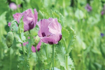 Amapola (Papaver somniferum).