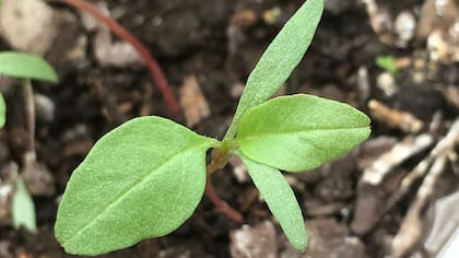 Amaranthus palmeri no tiene pelos y la longitud del pecíolo supera a la de la lámina
