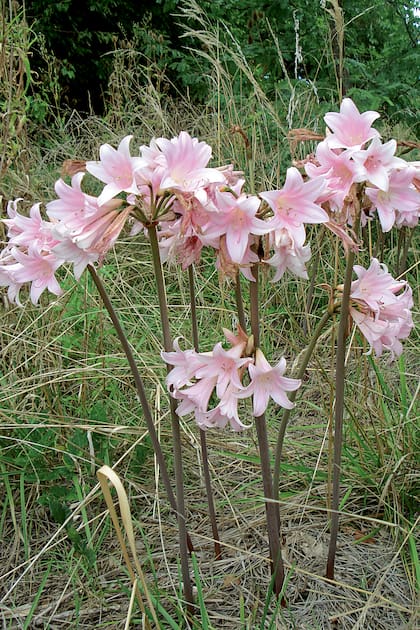 Amarilis o lirio rosado tiene flores de gran tamaño que emergen de largos tallos desnudos, creando una silueta elegante y vertical