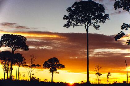 A nivel mundial, por ejemplo, las pérdidas del sector agropecuario debido a eventos climáticos extremos alcanzaron más de US$120.000 millones, y la financiación para este sector representa solo el 5% del total de la financiación climática