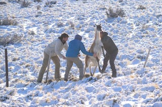El drama de los guanacos en el sur de la Argentina
