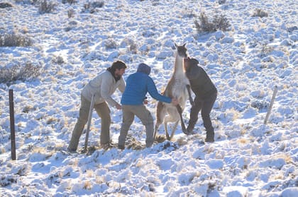 Ambientalistas rescatando a un guanaco atrapado en un alambrado. Fuente: Franco Bucci - Rewilding Argentina