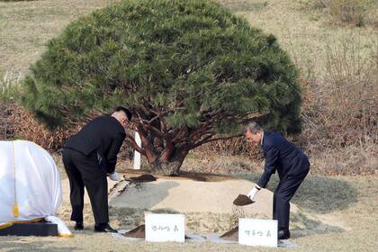 Ambos mandatarios plantaron un árbol