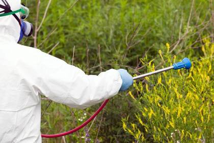 Varios países en Europa tienen programas de erradicación de ambrosía.