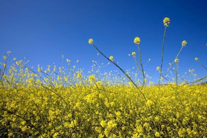 Las diferentes especies de ambrosía son las grandes culpables del polen que causa las alergias.
