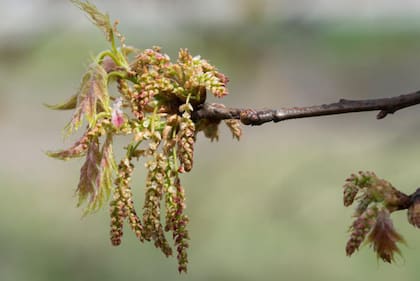 Los experimentos con robles demostraron que con más CO2 en el ambiente los niveles de polen aumentaba por muchas veces.