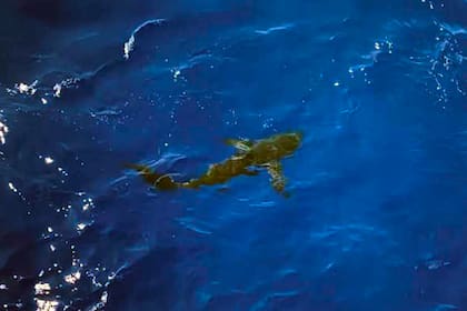 Amenazante, el tiburón de 2,5 metros en el momento en que fue detecctado por los miembros de la Guardia Costera