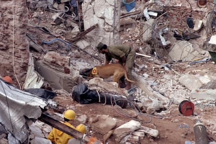 Perros perfectamente entrenados fueron traídos de Israel para la búsqueda de personas