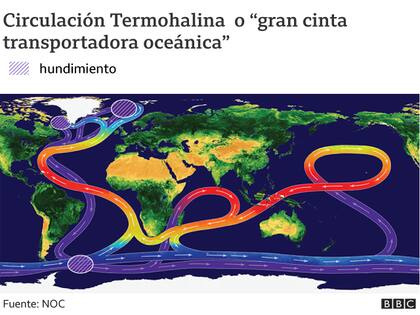 AMOC es parte de una sistema de corrientes global llamado Circulación Termohalina. El enfriamiento de las aguas superficiales más cálidas hace que se vuelvan más densas y se hundan, comenzando su traslado en otra dirección en las profundidades del océano