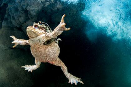 Amplexus en Río Lez, Francia de Mathieu Foulquié | Saint-Aunès, Francia
