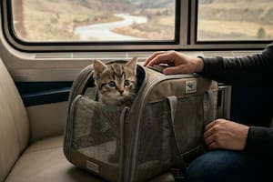 Mascotas en trenes Amtrak: qué animales acepta y cuánto cobra por tramo en abril 2026