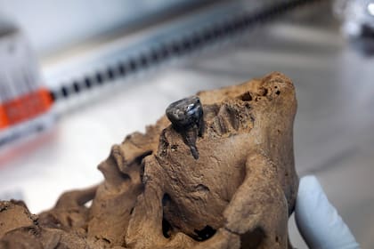 Científicos del Instituto de Paleontología de Vertebrados y Paleoantropología de Pekín estudiaron pequeñas muestras de un diente del cráneo de Harbin y del hueso que recubre el oído interno
