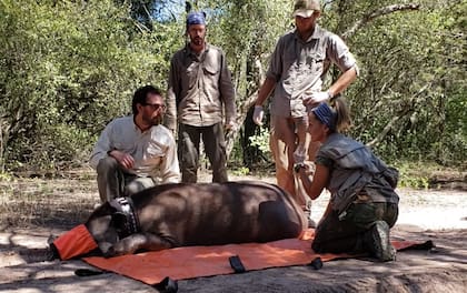 Ana Carolina Rosas y un equipo de veterinarios en el campo.