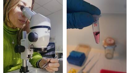 Ana Pereira en el laboratorio del Conicet