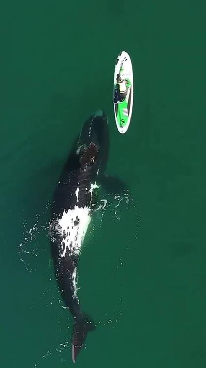 Analía Georgetti con su tabla de standup paddle y el encuentro con una ballena