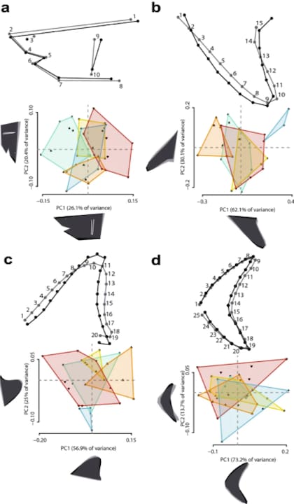 Análisis comparado de la evolución de cinco especies de tiburones