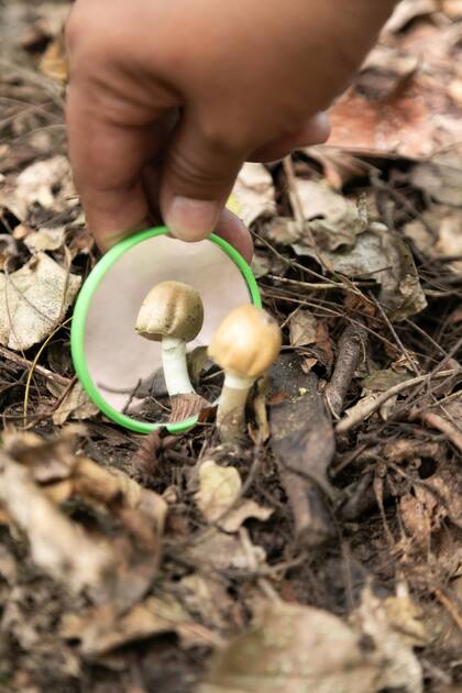 Análisis de hongos en el PN Calilegua.