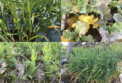 “Analizamos qué pasaba con trigo, cebada, colza y arveja cuando se inundaban en etapas vegetativas y reproductivas. Los ensayos duraron dos años y los hicimos en contenedores de un metro cúbico en la región pampeana ¿Sobreviven, se recuperan, cuánto rinden? El principal resultado fue un ranking de tolerancia”, señaló la investigadora