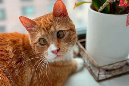 Anaranjado y tierno, la vida de Luciano conquistó a Nueva York