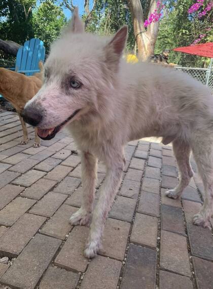 Anatoli, como bautizaron al perro, de unos 4 años, recibió medicamentos y vacunas, además de un baño que reveló un pelaje blanco brillante.