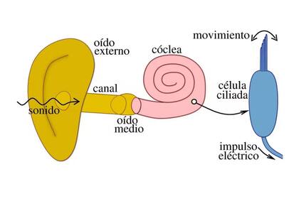 Anatomía del sistema auditivo