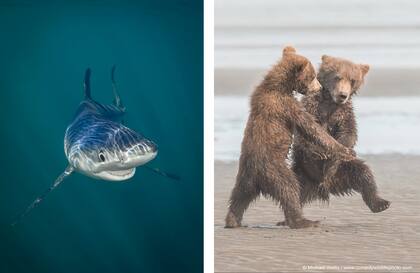 "Ballena azul sonriente", de Tanya Houppermans y "Tango", de Michael Watts