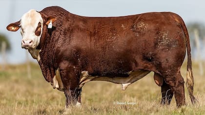"Boomerang", el toro Braford