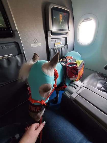 "Compré dos asientos en primera clase para nosotros porque era la primera vez que volábamos"