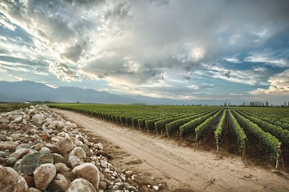 "El vino es mucho más importante que solo el suelo; el vino es una combinación del paisaje, del clima, del suelo y de la filosofía de la persona que lo hace", reflexiona Zuccardi