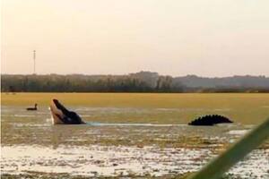 "He vivido en Florida toda mi vida y nunca vi un cocodrilo tan grande", dijeron quienes vieron el video