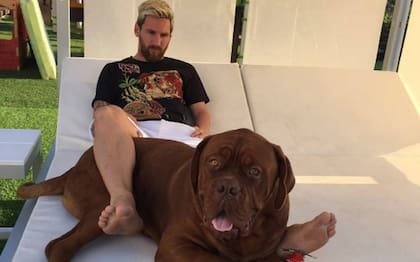 "Hulk", el perro gigante de Leo Messi, es un dogo de Burdeos que Antonella le regaló al crack. Engorda dos kilos por semana.