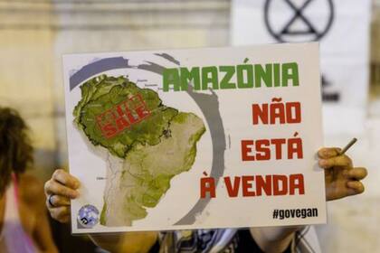 "La Amazonía acumulaba en promedio de 500 a 800 kg de carbono por hectárea cada año"