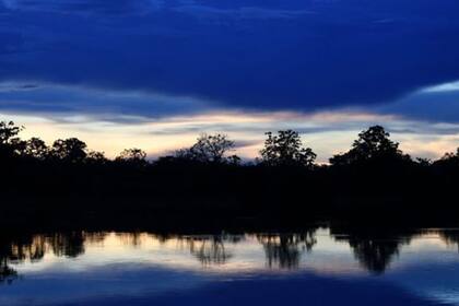 ¿Qué pueden hacer los consumidores para evitar la deforestación del amazonas?