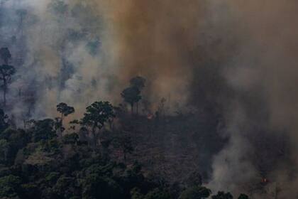 "Además del calentamiento global provocado por las emisiones de gases de efecto invernadero, estamos registrando también un calentamiento local debido a la desforestación"