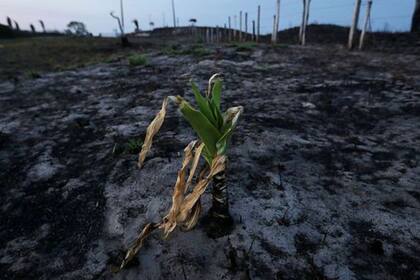 "A medida que la desforestación aumenta, el bosque se torna más y más vulnerable y eso puede acelerar el proceso de transformación en sabana"
