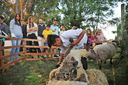 Durante tres días el programa de actividades fue variado y demostró que las cinco comunidades que habitan las casi 1000 hectáreas de la llamada "Tribu de Coliqueo", algunas de las cuales tienen sus diferencias, pueden unirse y mostrar su identidad